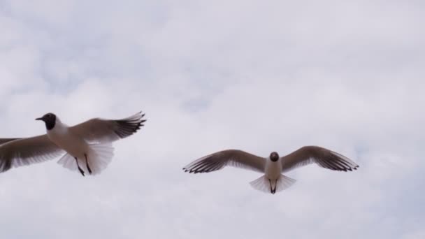 Чайки грациозно парят в небе — стоковое видео