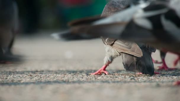 Tahıl kentsel güvercinler için — Stok video