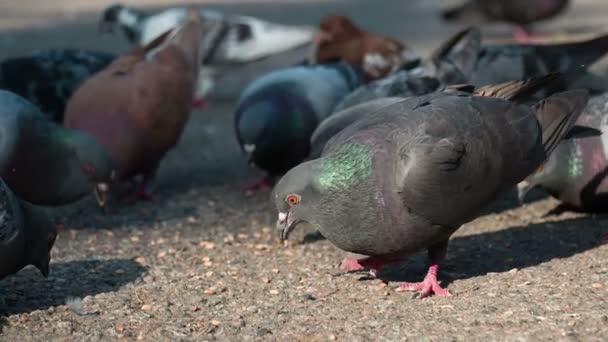 Pombo Rebanho Pecks Grão na Praça — Vídeo de Stock