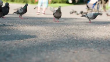 Güvercinler Flock yemek görmek