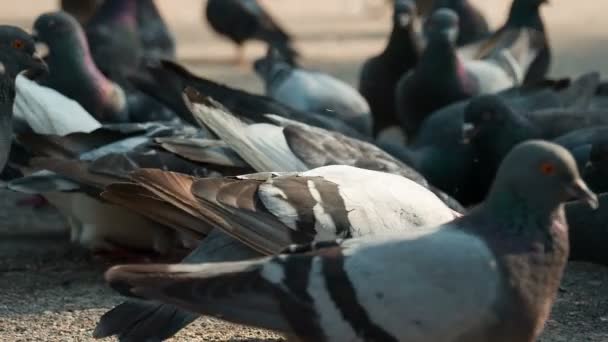 Duif Flock Pecks graan op de stoep — Stockvideo