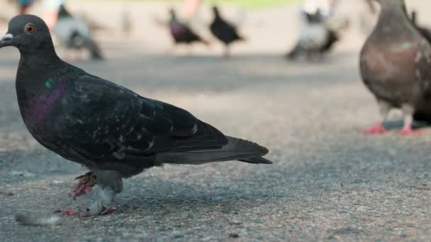 Tauben bummeln durch den Park — Stockvideo