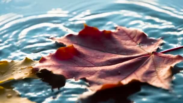 Maple Leaf Falls Into the Water — Stock Video