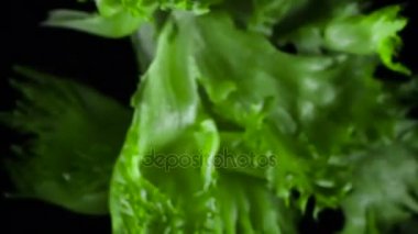 Taze marul yaprakları koyu arka plan üzerinde