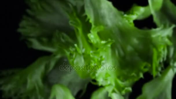Fresh Lettuce Leaves Whole Fresh Lettuce Leaves Enters Frame Darkness — Stock Video