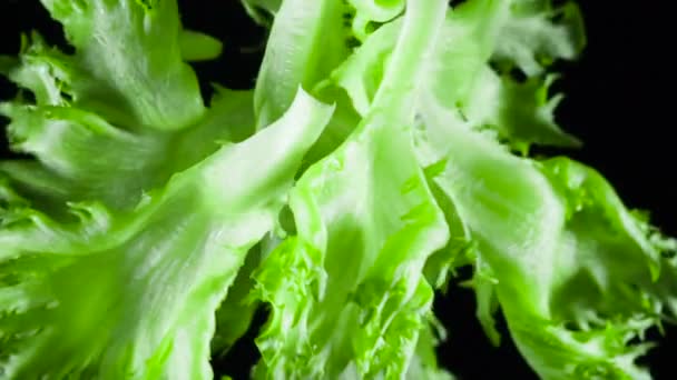 Fresh Lettuce Leaves Dark Background — Stock Video