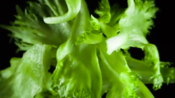Preparation Dish Salad Whole Fresh Lettuce Leaves Enters Frame Darkness — Stock Video
