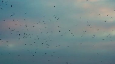 Parlak gökyüzünde Kuşlar sürüsü. Çok sayıda bulutlu gökyüzü günbatımı renkleri içinde arka planda çember kuşlar. 240 fps hızında filme