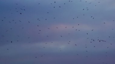 Siyah bir dramatik gökte uçan kuşlar