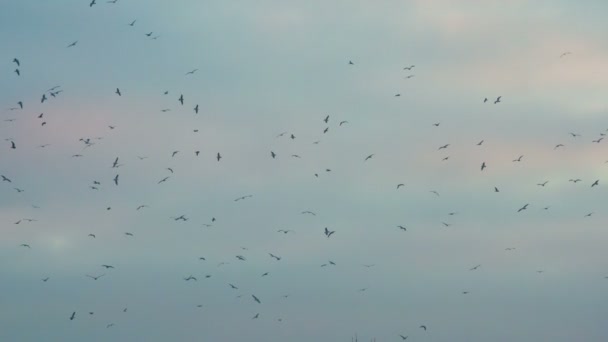 劇的な空に弧を描いたします 夕焼け色で曇り空を背景に旋回する鳥の数が多い 240 Fps の速度で撮影 — ストック動画