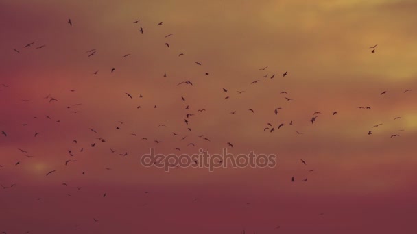 Zwerm Vogels Ondergaande Zon Een Groot Aantal Vogels Cirkelen Achtergrond — Stockvideo