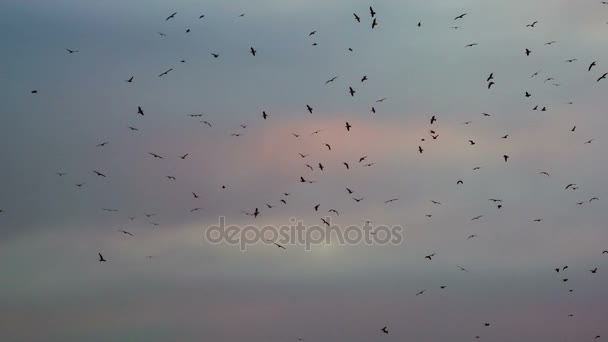 黒い鳥の大きな群れは 夕焼け色で曇り空を背景に旋回する鳥の数が多い 240 Fps の速度で撮影 — ストック動画