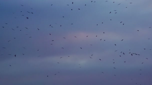 Black Birds Voando Céu Dramático — Vídeo de Stock
