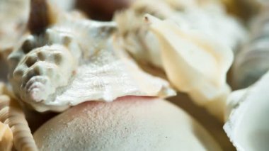 Denizde bellek bir tatil. Kameranın çok yavaş kum üzerinde yalan deniz kabukları çeşitli boyunca hareket.