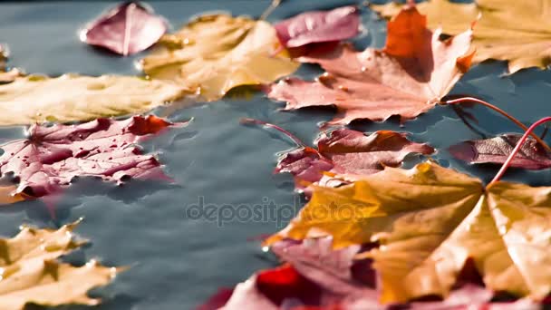 Peinture Solaire Automne Surface Eau Bleue Trouvent Des Feuilles Automne — Video