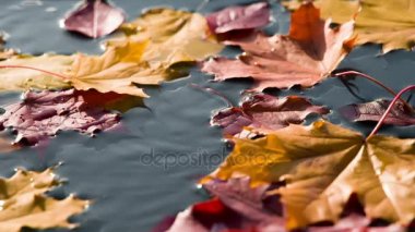 Sonbahar güneşli Leaf Fall. Sonbahar yaprakları güneşte su temiz yüzey üzerinde kalmaktadır. 240 fps hızında filme