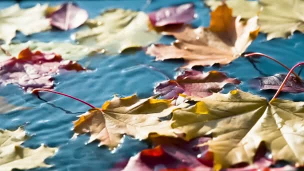 Feuilles Tombantes Dans Eau Propre Les Feuilles Automne Tombent Sur — Video