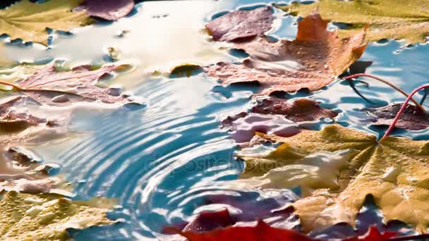 Clima Soleado Otoño Superficie Del Agua Azul Hay Hojas Otoño — Vídeos de Stock