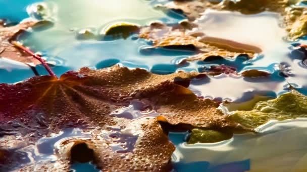 秋天的树叶在一个阳光的水坑里 雨滴落在潮湿的枫树叶上 躺在水面上 以240Fps 的速度拍摄 — 图库视频影像