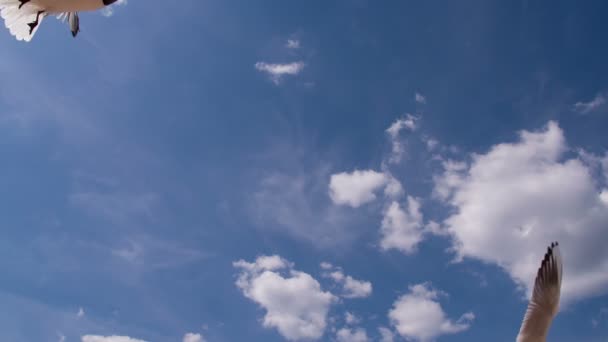 Soaring Birds Blue Sky Sunny Day — Stock Video