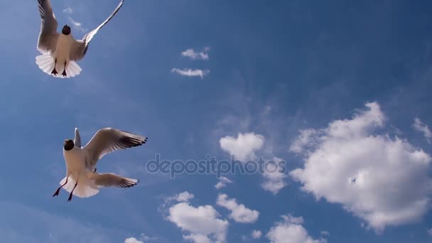 Voler Les Oiseaux Dans Ciel Bleu Par Une Journée Ensoleillée — Video