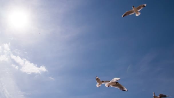 海鸥竞相争夺食物 白色的海鸥优雅地漂浮在蓝天白云的背景下 以240Fps 的速度拍摄 — 图库视频影像