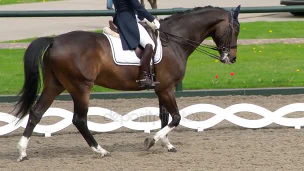 Rider Prépare Pour Performance Cavalier Costume Traditionnel Monte Gracieusement Cheval — Video