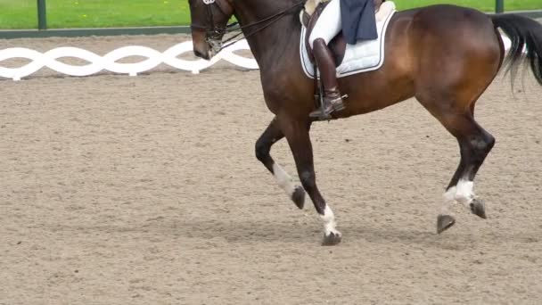 Contender Victory Rider Traditional Costume Gracefully Rides Pedigreed Horse Slow — Stock Video