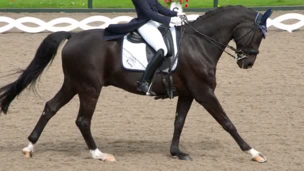 Cavalo Galopante Com Cavaleiro Cavaleiro Traje Tradicional Graciosamente Monta Cavalo — Vídeo de Stock