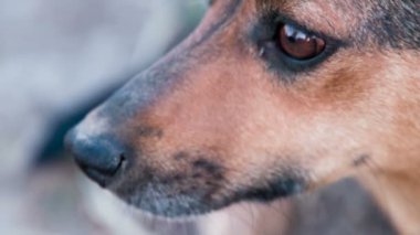 Üzgün evsiz melez. Namlu hüzünlü gözleri closeup ile sokak köpeği. 240 fps hızında filme