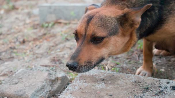 Conocer Las Caricias Mestizo Perro Callejero Acepta Cautelosamente Acariciar Mano — Vídeo de stock