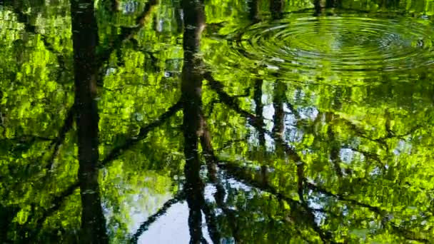 森林池塘的表面 森林湖水面上映着明亮的太阳照亮的森林 — 图库视频影像