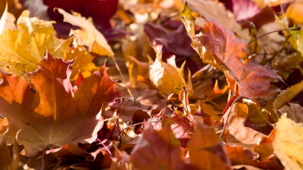 Dicke Hülle Der Orangefarbenen Herbstblätter — Stockvideo