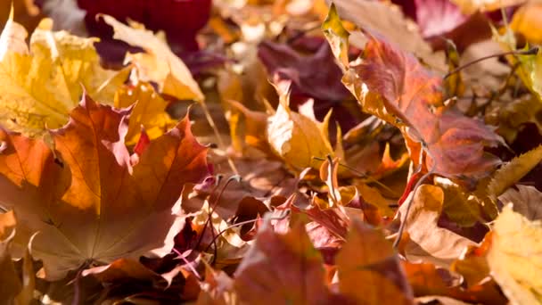 Couverture Épaisse Des Feuilles Automne Orange — Video