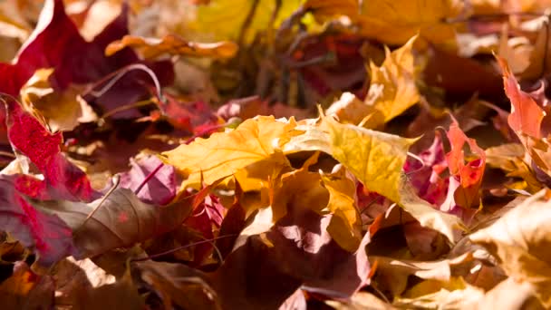 明るい秋の紅葉 カメラの前で地面に横たわってゆっくりと乾燥した秋葉を回転させる — ストック動画