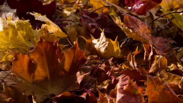 Sol Otoño Después Lluvia Las Brillantes Hojas Húmedas Del Otoño — Vídeo de stock