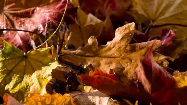 Pluie Tombe Sur Les Feuilles Automne Les Feuilles Automne Mouillées — Video