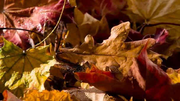 Regen Druppels Herfst Bladeren Natte Gevallen Herfstbladeren Worden ... Regen Druppels Herfst Bladeren Natte Gevallen Herfstbladeren Worden ...