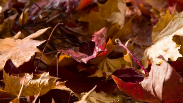 オレンジ色の秋の葉の厚いカバー — ストック動画