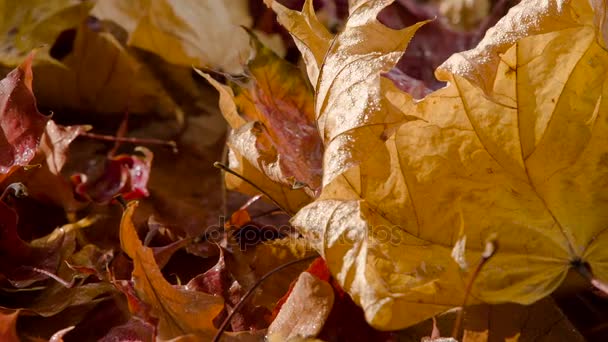 Letzte Strahlen Der Warmen Sonne Die Nassen Fallenden Herbstblätter Werden — Stockvideo