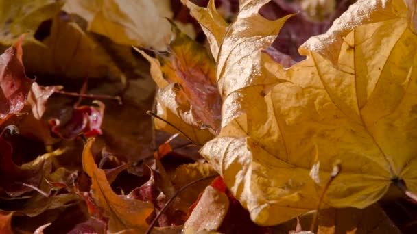 Laatste Stralen Van Warme Zon Natte Gevallen Herfstbladeren Worden ... Laatste Stralen Van Warme Zon Natte Gevallen Herfstbladeren Worden ...