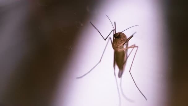 Female Mosquito Slowly Cleans Wings Mosquito Cleans Wings Thin Paws — 图库视频影像