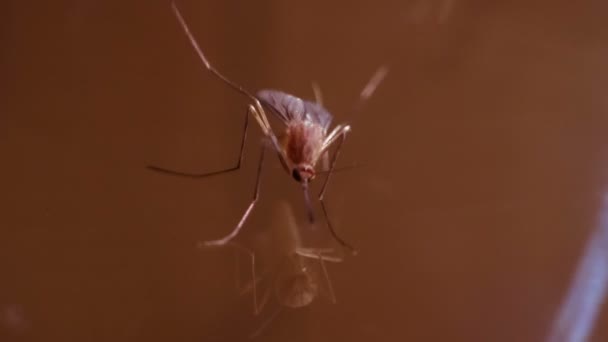 Intrusive Parasite Prepares Attack Mosquito Cleans Wings Thin Paws Bright — Stock Video