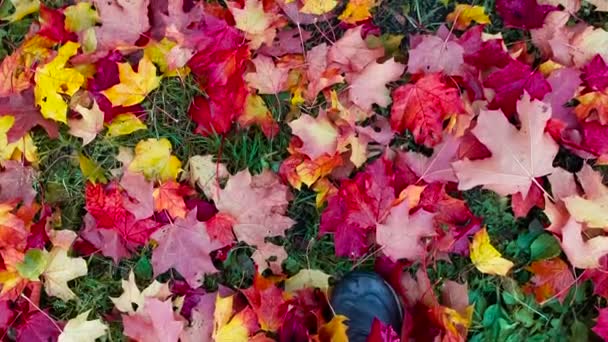 Loop Door Herfstbladeren Eerste Persoon Zicht Camera Kijkt Naar Benen — Stockvideo