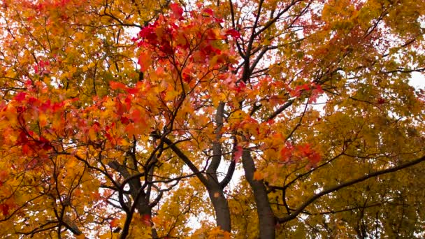 秋叶上的风裂开了 摄像机指向上了 明亮的秋天树叶缓缓地旋转着 从一棵高大的老枫树上掉下来 以240毫秒的速度拍摄 — 图库视频影像