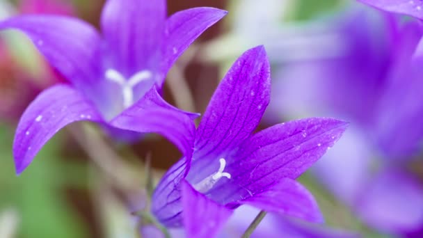 繊細なフィールドベルフラワー 繊細な紫色の鐘の花の庭の花を閉じる — ストック動画