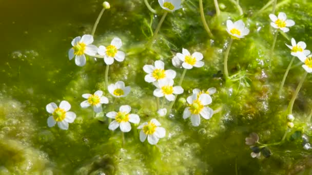 かわいい開花沼スライム 見た目と内面の豊かさの対比の象徴として 可憐な小さな花で泡立つムク — ストック動画
