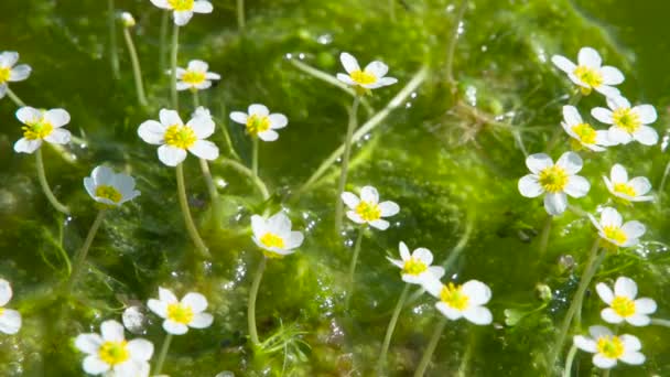 Disgustosa Melma Splendidamente Sbocciata Muco Frizzante Paludoso Fiorito Con Graziosi — Video Stock