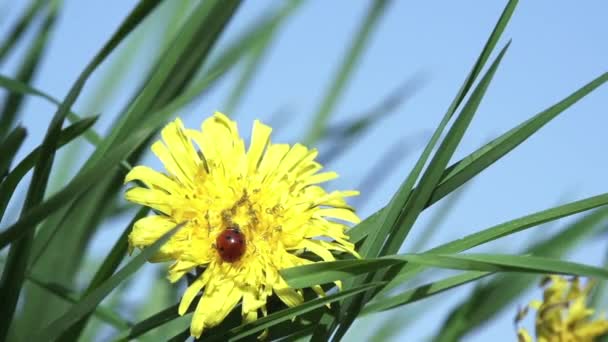 Ladybug Yellow Dandelion Bright Yellow Dandelions Green Grass Sits Ladybug — ストック動画