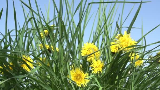 Sunny Spring Lawn Dandelions Florescendo Brilhantes Grama Verde Fundo Azul — Vídeo de Stock